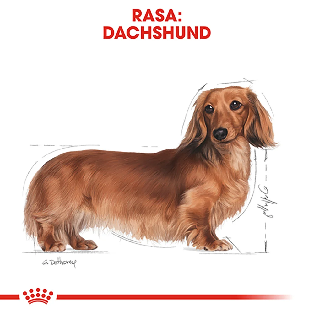 ROYAL CANIN Dachshund Adult, hrană uscată câine Teckel, 1,5kg [6]