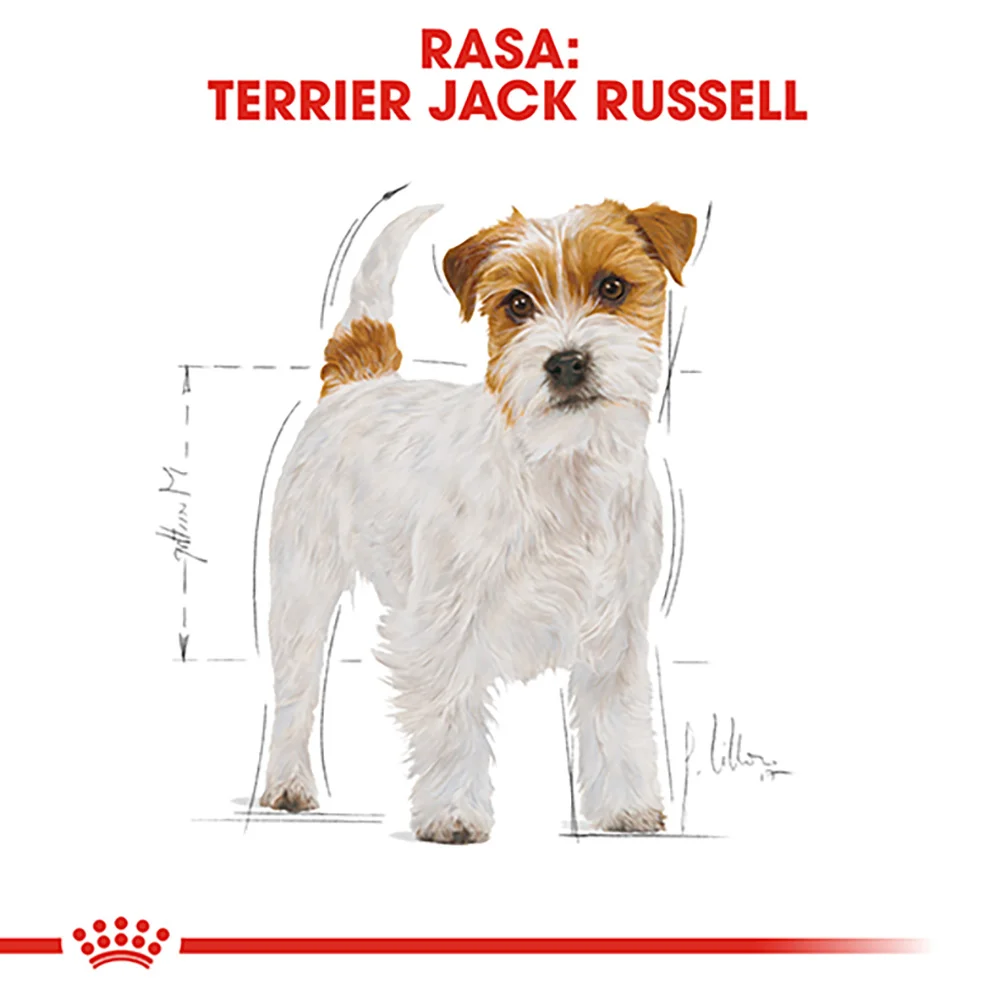 ROYAL CANIN Jack Russell Terrier Adult, hrană uscată căini, 1,5kg [6]