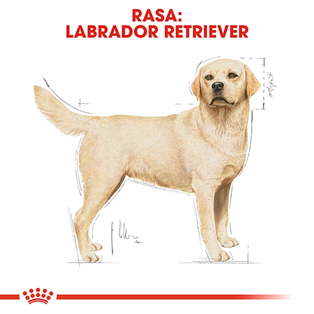ROYAL CANIN Labrador Adult, hrană uscată câine, 3kg [6]