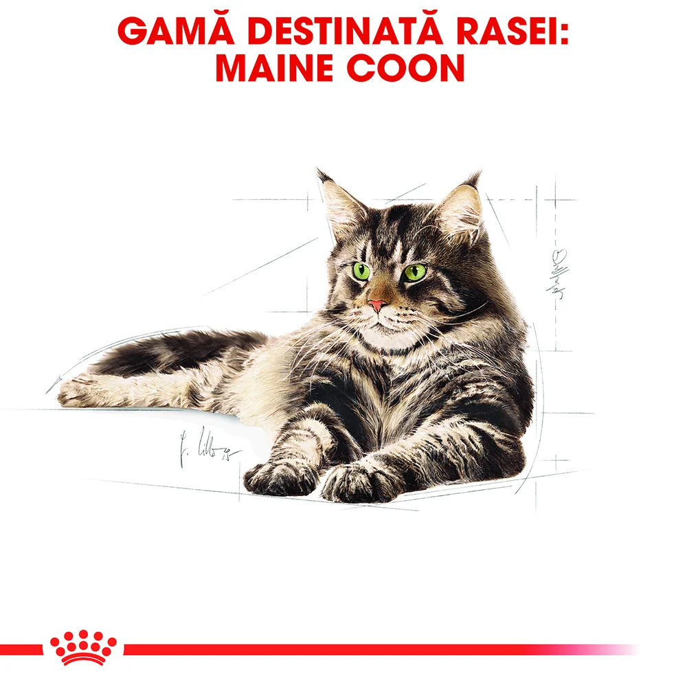 ROYAL CANIN Maine Coon Adult, hrană umedă pisică (în sos), 12x85g [5]
