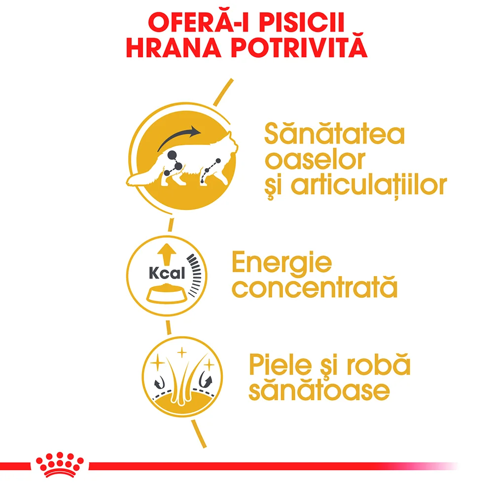 ROYAL CANIN Maine Coon Adult, hrană umedă pisică (în sos), 12x85g [3]