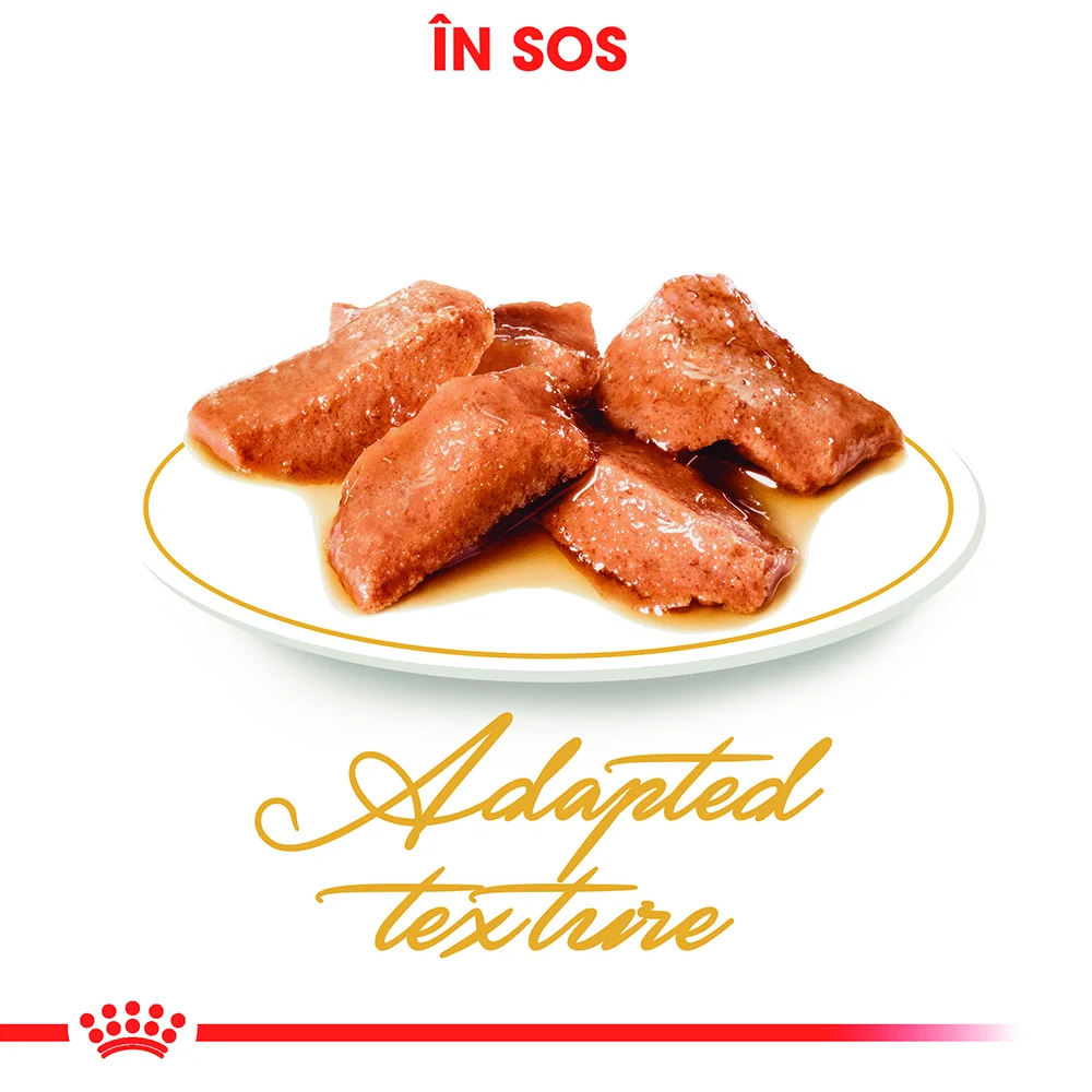 ROYAL CANIN Maine Coon Adult, hrană umedă pisică (în sos), 12x85g [4]