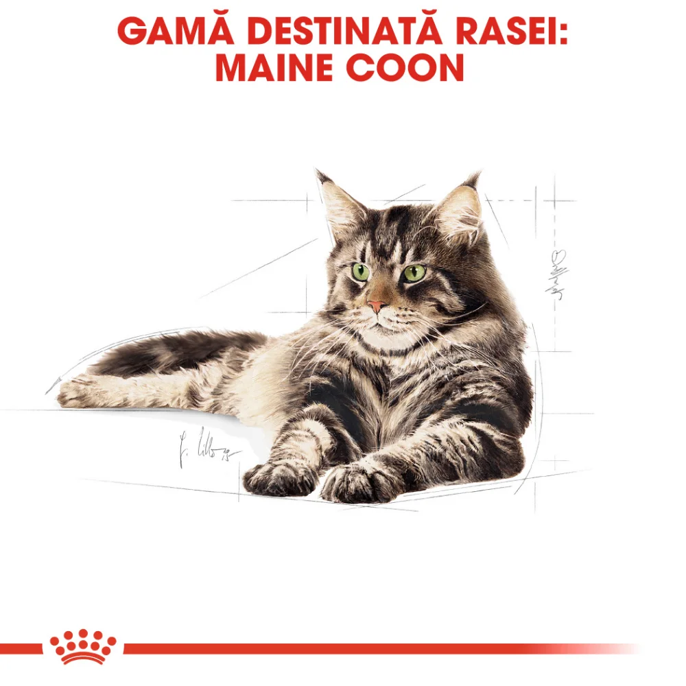 ROYAL CANIN Maine Coon Adult, hrană uscată pisică, 4kg [5]