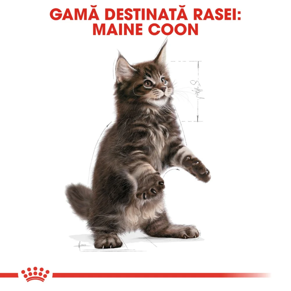 ROYAL CANIN Maine Coon Kitten, hrană uscată pisică junior, 10kg [5]