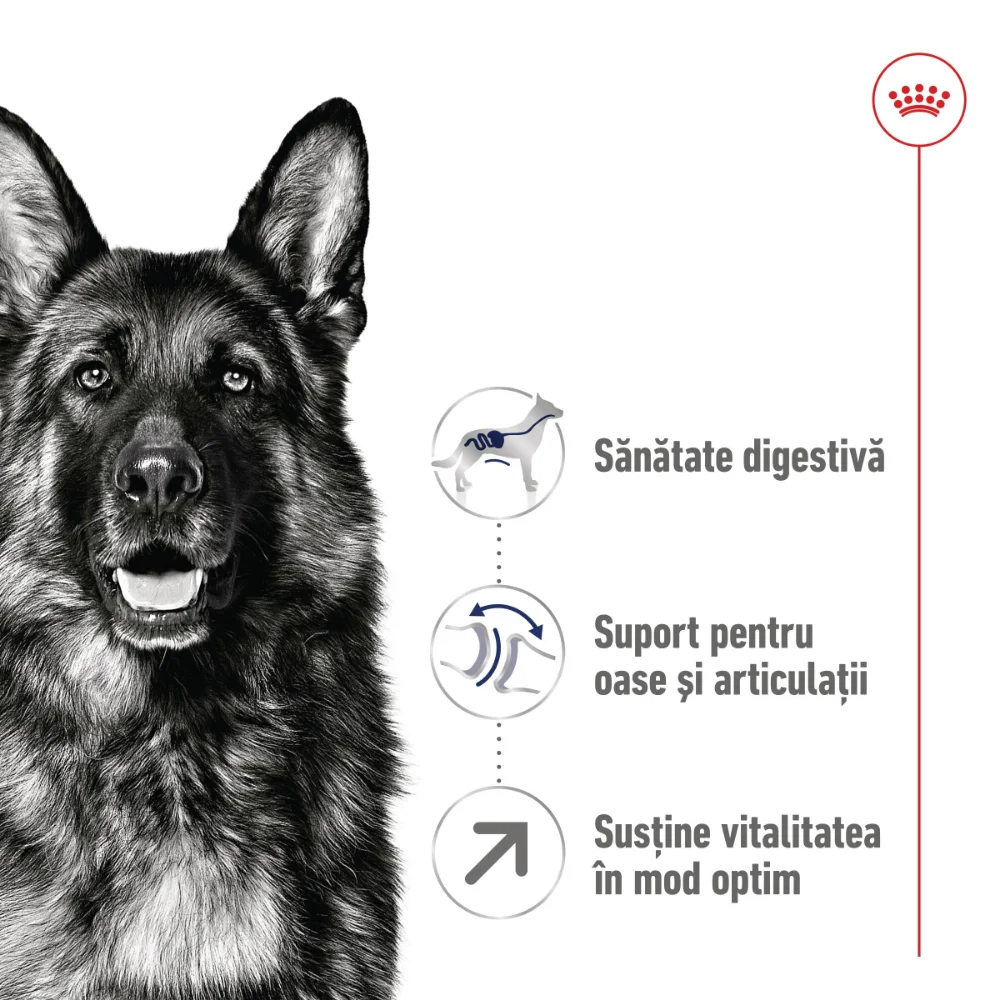 ROYAL CANIN Maxi Adult 5+, hrană uscată câine, 4kg [4]