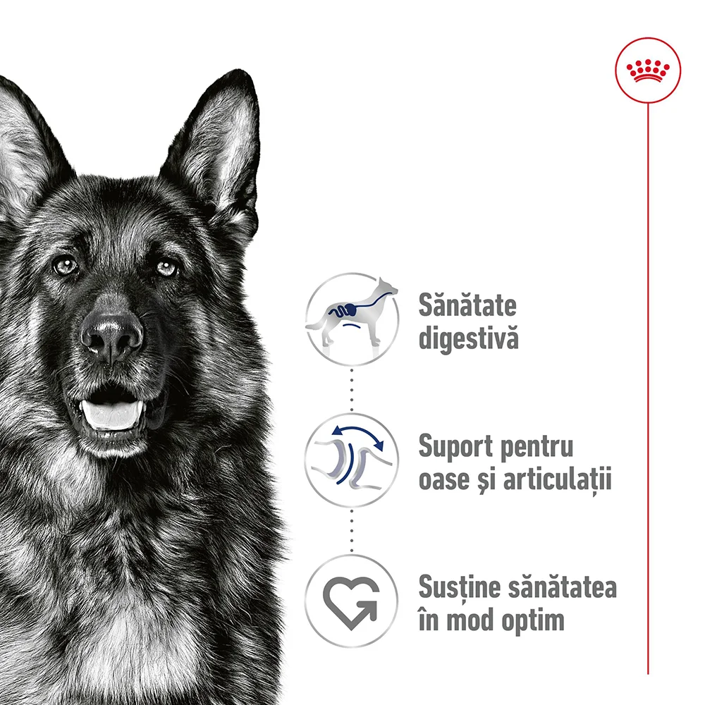 ROYAL CANIN Maxi Adult, hrană umedă câine (în sos), 10x140g [6]