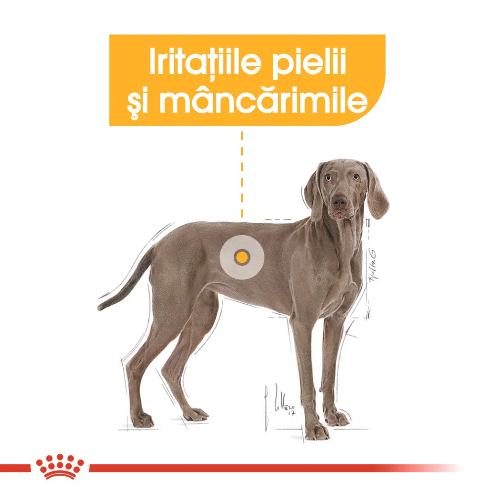 ROYAL CANIN Maxi Dermacomfort, hrană uscată câine, prevenirea iritațiilor pielii, 12kg [6]
