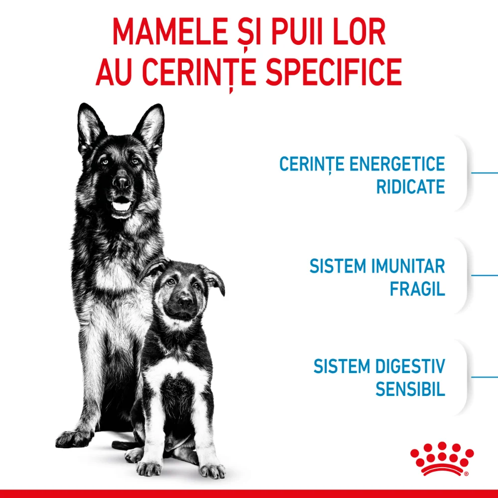 Royal Canin Maxi Starter Mother & BabyDog, mama si puiul, hrană uscată câine, 15kg [4]