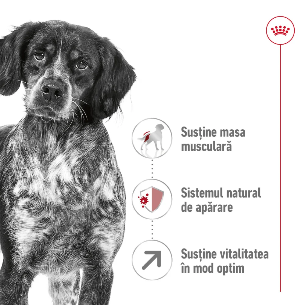 ROYAL CANIN Medium Adult 7+, hrană uscată câine, 4kg [4]