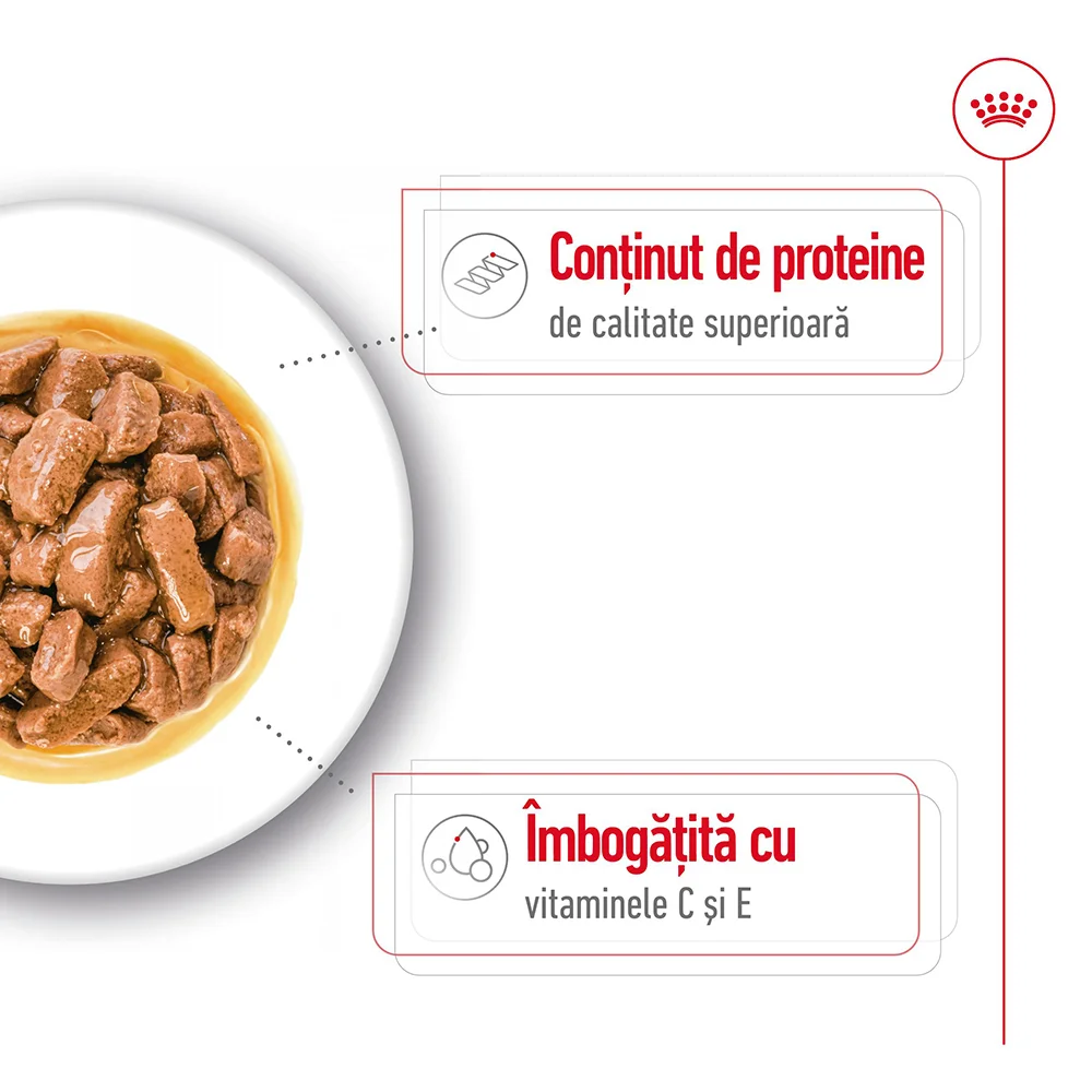 ROYAL CANIN Medium Adult, hrană umedă câine (în sos), 10x140g [5]