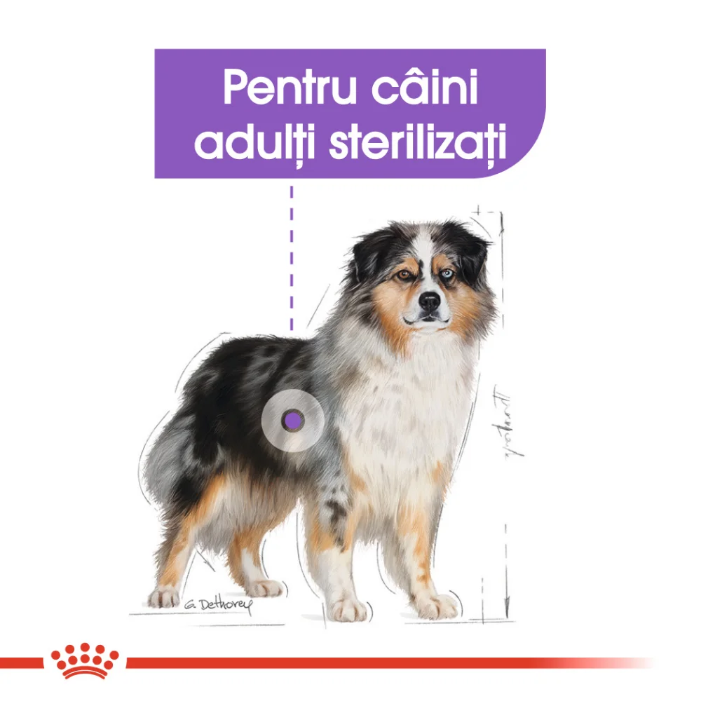 ROYAL CANIN Medium Sterilised Adult, hrană uscată câine sterilizat, 3kg [6]