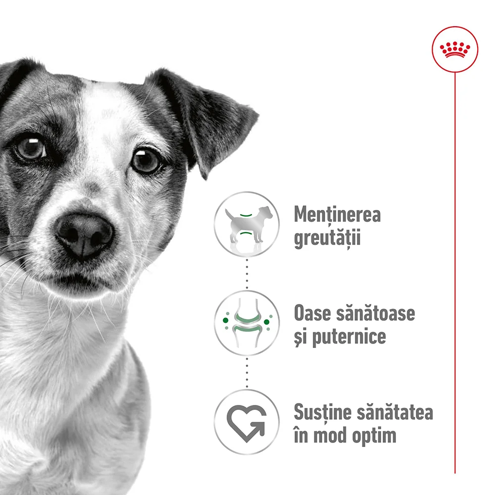 ROYAL CANIN Mini Adult, hrană umedă câine (în sos), 12x85g [6]