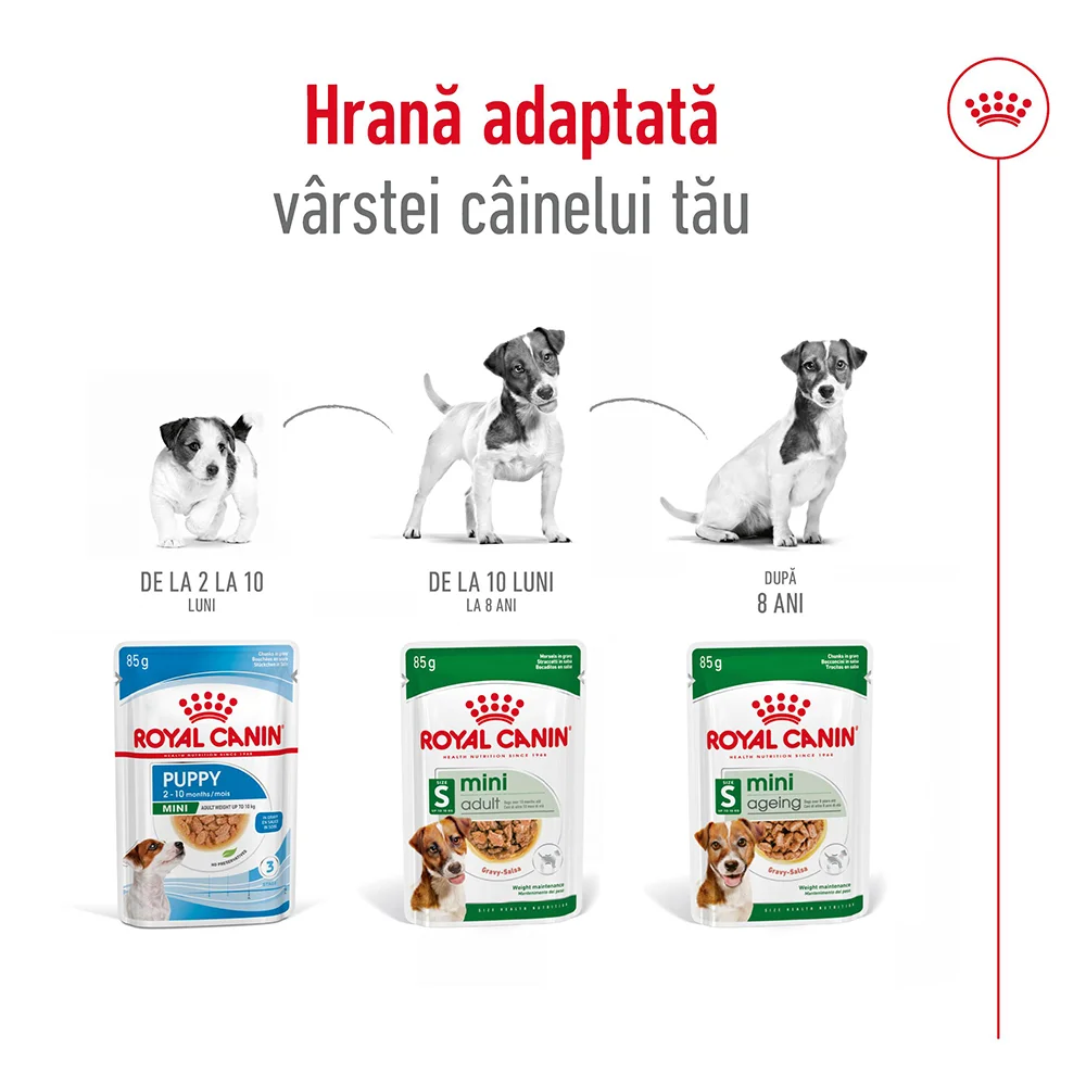 ROYAL CANIN Mini Adult, hrană umedă câine (în sos), 12x85g [9]