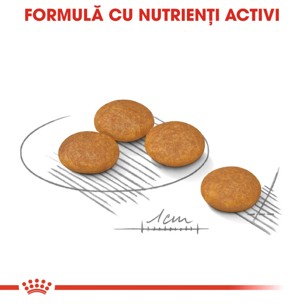 ROYAL CANIN Mini Dermacomfort, hrană uscată câine, prevenirea iritațiilor pielii, 3kg [5]