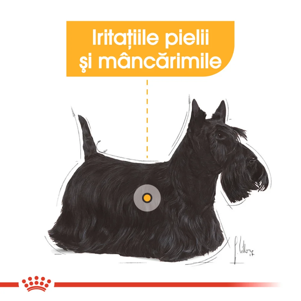 ROYAL CANIN Mini Dermacomfort, hrană uscată câine, prevenirea iritațiilor pielii, 8kg [6]