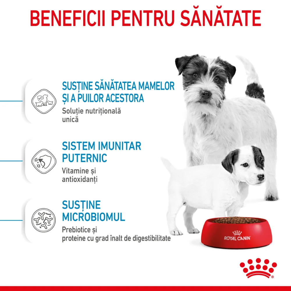 ROYAL CANIN Mini Starter Mother & Babydog, mama si puiul, hrană uscată câine junior, 8kg [6]
