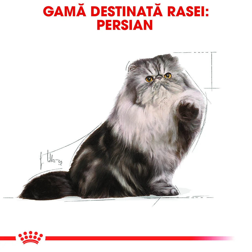 ROYAL CANIN Persian Adult, hrană umedă pisică (pate), 12x85g [5]