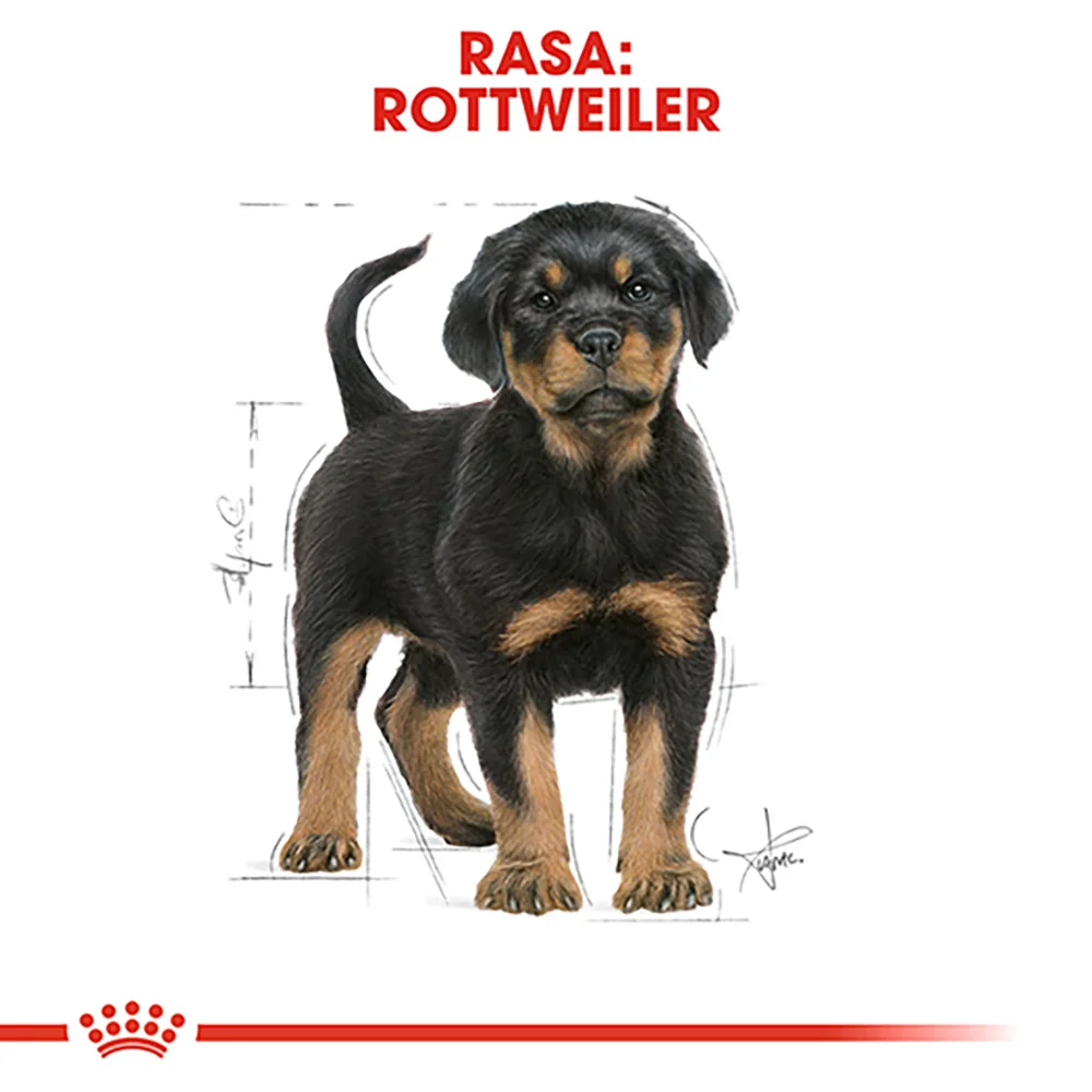 ROYAL CANIN Rottweiler Puppy, hrană uscată câine junior, 12kg [6]