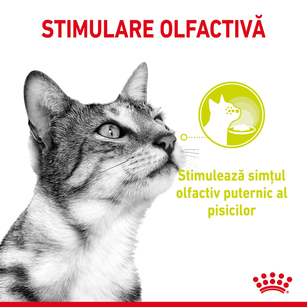 ROYAL CANIN Sensory Smell, hrană umedă pisici, stimularea mirosului (în sos), 12x85g [5]