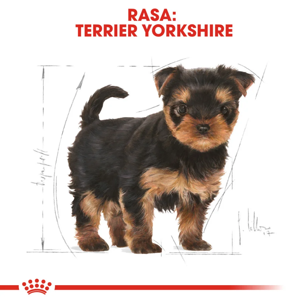 ROYAL CANIN Yorkshire Puppy, hrană uscată câine junior, 1,5kg [6]