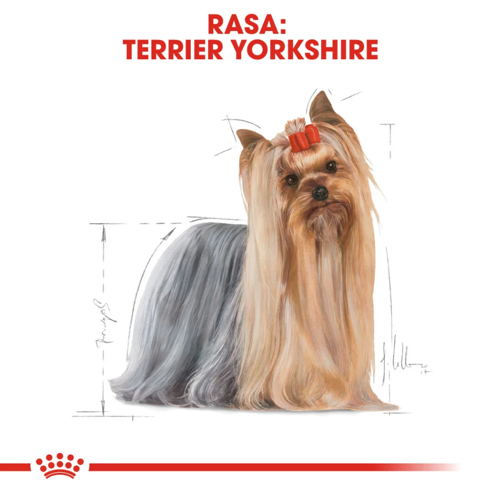 ROYAL CANIN Yorkshire Terrier Adult, hrană umedă câine (pate), 12x85g [5]
