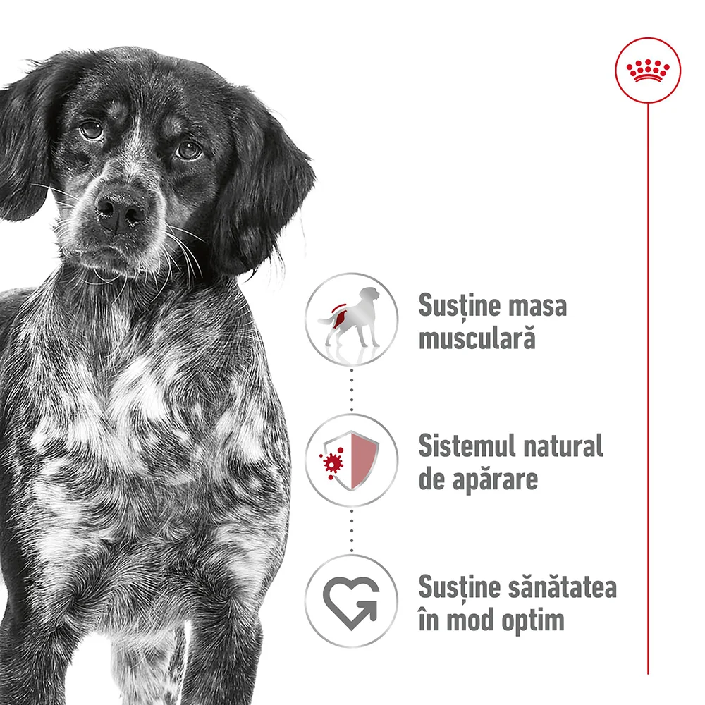 ROYAL CANIN Medium Adult, hrană umedă câine (în sos), 6x410g [3]