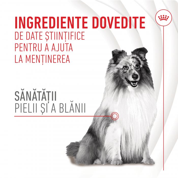 Suplimente Masticabile, ROYAL CANIN, Skin & Coat Chews Adult Supplements, 240g [7]
