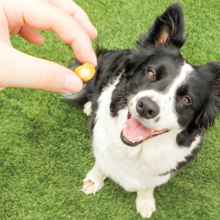 Recompense pentru Câine Adult, CHURU Fun Bites, Pui și Dovleac, 8x12g [3]