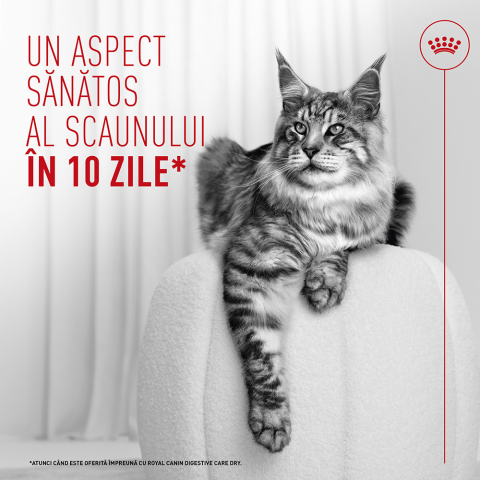 Hrană Umedă Pisică Adult, ROYAL CANIN Digestive Care Airlift, confort digestiv (textură spumoasă), 85g [6]