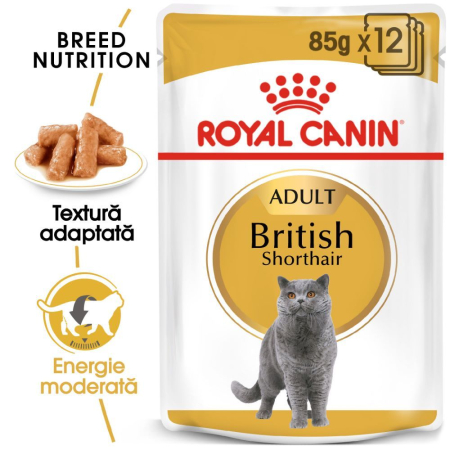 ROYAL CANIN British Shorthair Adult, hrană umedă pisică (în sos), 12x85g