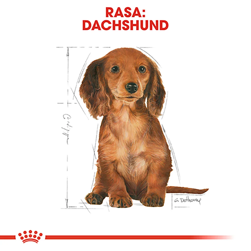 ROYAL CANIN Dachshund Puppy, hrană uscată câine junior Teckel, 1,5kg [5]