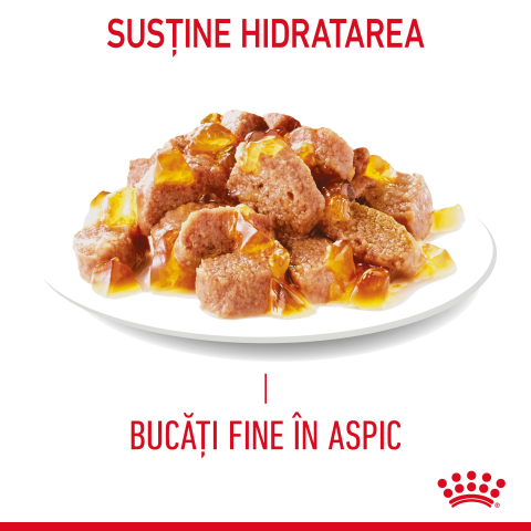 ROYAL CANIN Hair&Skin Care Adult hrana umeda pisica, piele si blana (in aspic), 12x85g [11]