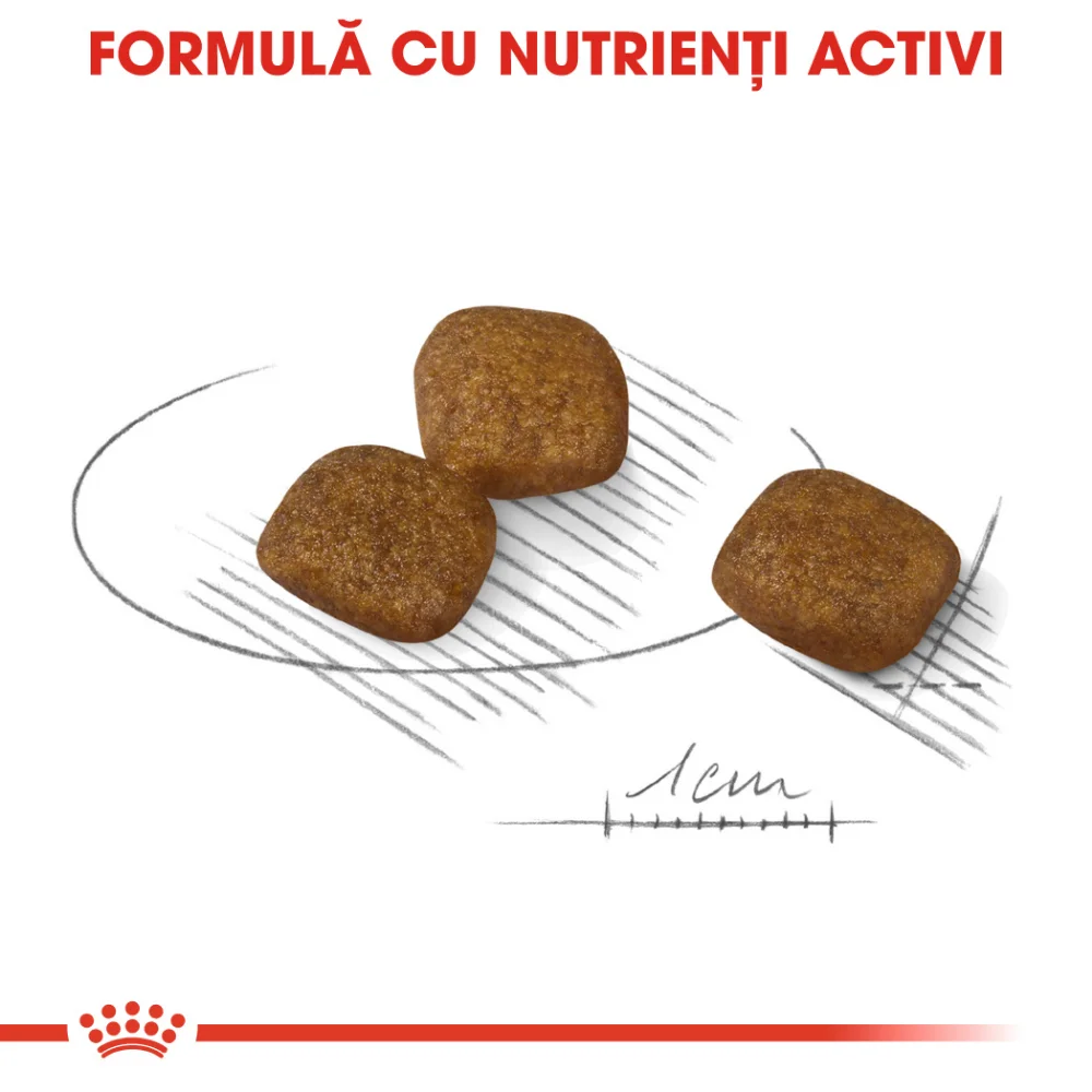 ROYAL CANIN Mini Coat Care Adult, hrană uscată câine, blana sănătoasă și lucioasă, 1kg [3]