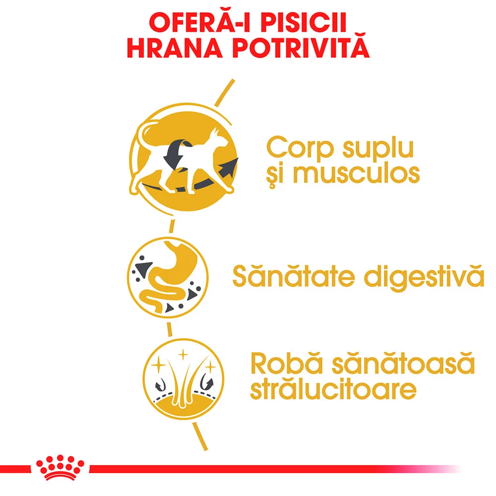ROYAL CANIN Siamese Adult, hrană uscată pisică, 2kg [2]
