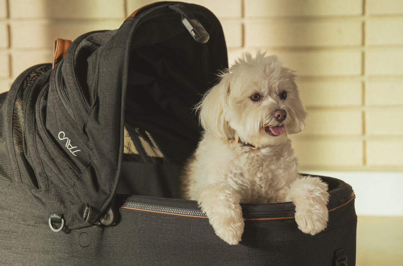 Sistemul de transport si protectie Maeve - solutia inovatoare pentru calatorii sigure si confortabile alaturi de animalul tau de companie