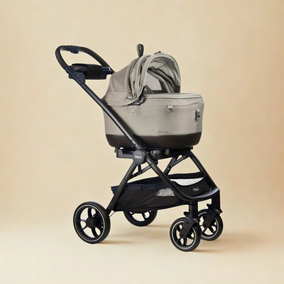 maeve-iso-5x-merle [8]