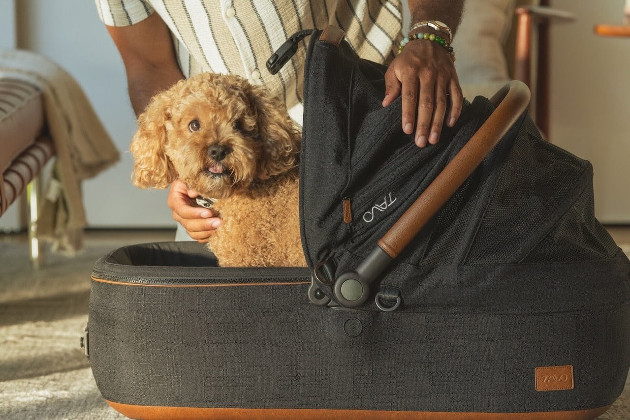 maeve-medium-rigid-brindle [8]