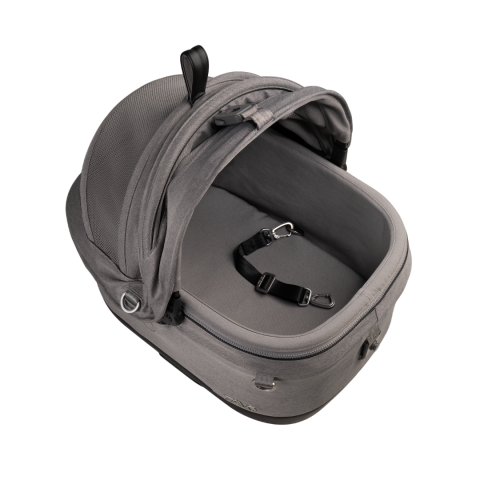 maeve-iso-5x-merle [4]