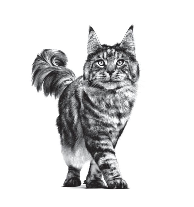 royal-canin-gastrointestinal-pisici-hrana-uscata [2]