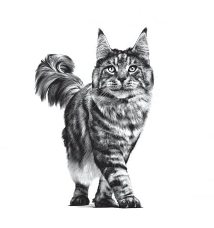 royal-canin-gastrointestinal-pisici-hrana-uscata [1]