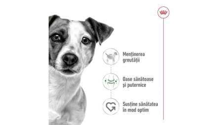 Royal Canin Mini Adult, Hrana Uscata pentru Câini de Talie Mică [3]