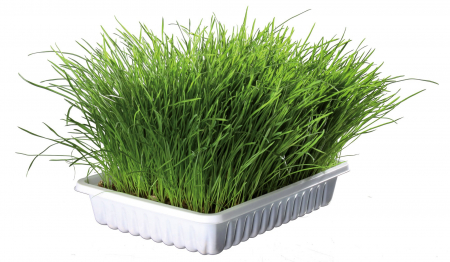 Semințe Iarbă Soft Bio, Trixie, Refill, 100g [1]
