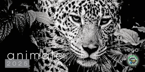 Calendar de birou COLECTIE ALTERNATIVA* , CA [2]