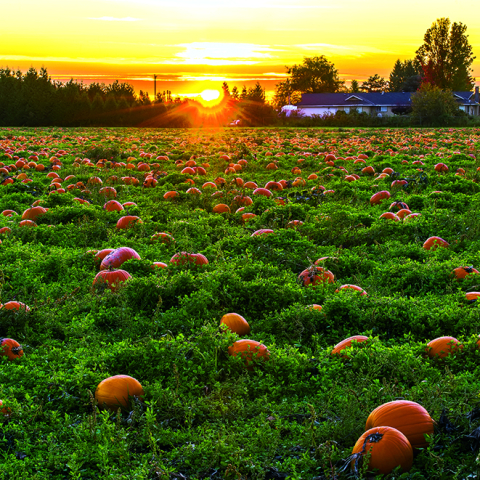 Calendar de perete Landscapes, CT [10]
