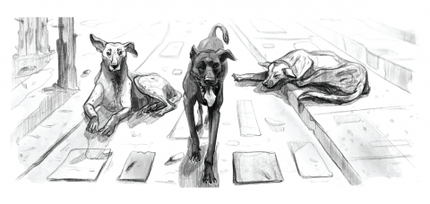 Ilustrații - Cartolină - Animalitate