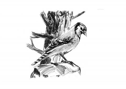 Ilustrații - Walden - Gaița albastră