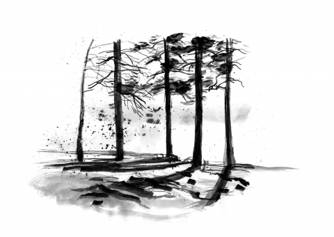 Ilustrații - Walden - Pădure 1