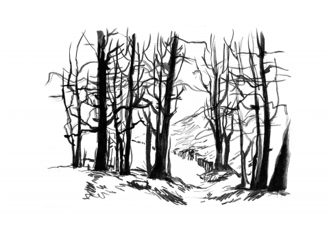 Ilustrații - Walden - Pădure 2