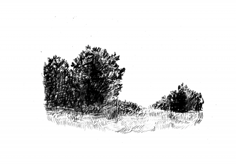 Ilustrații - Walden - Tufișuri