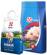 Furaj porci [1]